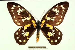 Birdwing Prints: Ornithoptera victoriae, birdwing butterfly