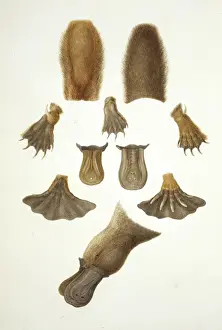 Anseriformes Prints: Ornithorhynchus anatinus, duck-billed platypus