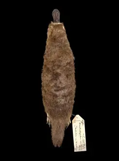 Ornithorhynchus anatinus, duck-billed platypus