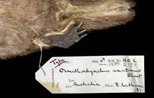 Ornithorhynchus anatinus, duck-billed platypus