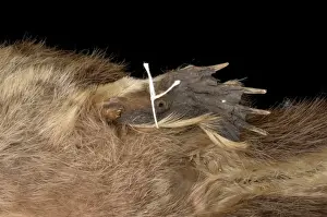 Ornithorhynchus anatinus, duck-billed platypus