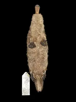 Ornithorhynchus anatinus, duck-billed platypus