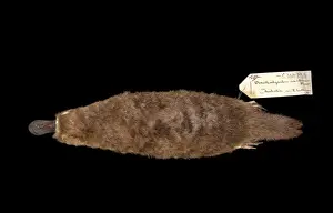 Ornithorhynchus anatinus, duck-billed platypus