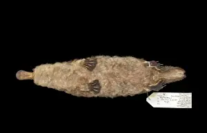 Ornithorhynchus anatinus, duck-billed platypus