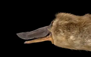 Ornithorhynchus anatinus, duck-billed platypus