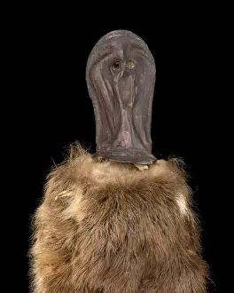 Ornithorhynchus anatinus, duck-billed platypus