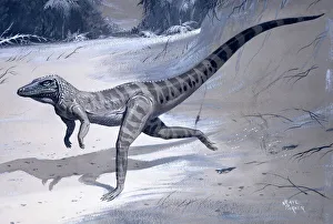 Archosaur Collection: Ornithosuchus
