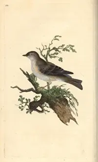Edwarddonovan Prints: Orphean warbler, Sylvia hortensis, or greater pettychaps