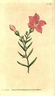 Orphium frutescens