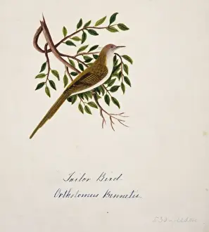 Orthotomus sutorius, common tailorbird