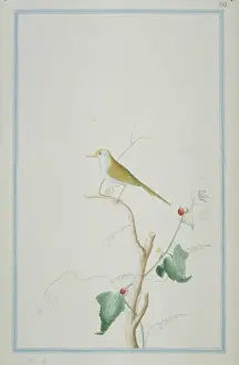 Loten Prints: Orthotomus sutorius, common tailorbird