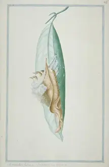 Nest Prints: Orthotomus sutorius, common tailorbird nest