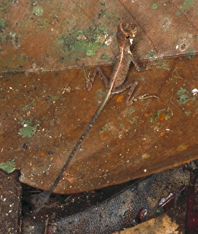 Agamid Gallery: Ortocryptis weigmani, lizard