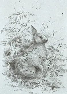 Oryctolagus cuniculus, European rabbit