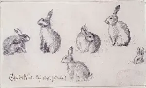 Oryctolagus cuniculus, European rabbit