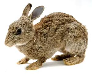 Oryctolagus cuniculus, European rabbit