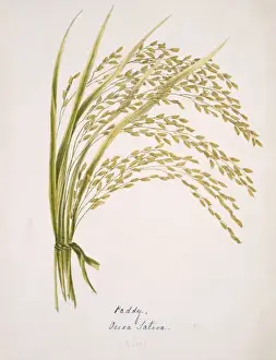 Oryza sativa, common rice