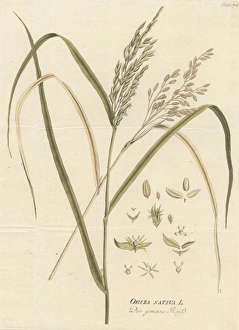Oryza sativa, common rice Oryza sativa, common rice