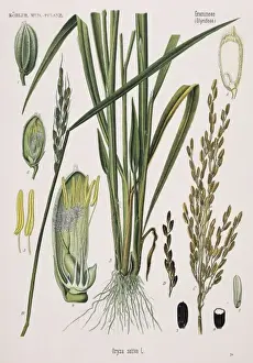 Rice Prints: Oryza sativa, rice