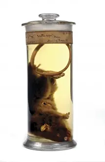Oryza Prints: Oryzomys ratticeps, rice rat