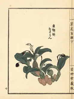 Gardenflower Prints: Osaran or Japanese eria orchid, Eria reptans