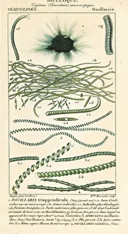 1816 Prints: Oscillaria and Spirulina species