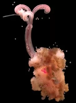 Annelid Gallery: Osedax mucofloris, North sea marine worm