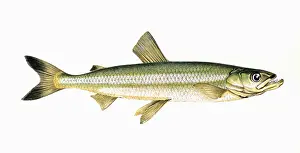 Osmerus eperlanus, or European Smelt