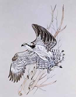 Birds Collection: An Osprey launches of a perch