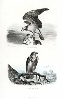 Osprey Prints: Osprey and short-toed snake eagle