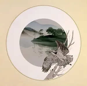 Osprey Prints: Osprey taking flight