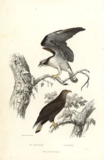 Osprey Prints: Osprey and white-tailed eagle