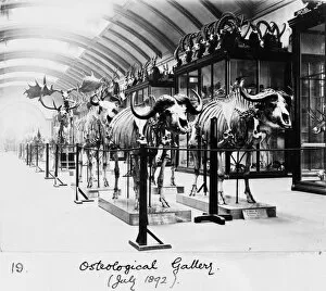 Osteological Gallery, Natural History Museum, London, July 1