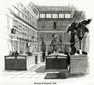 Anatomical Collection: Osteological room in College of Surgeons 1880s