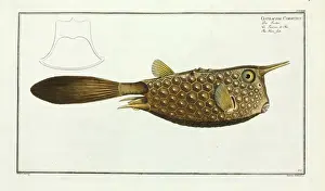 Marcus Elieser Prints: Ostracion cornutus (Lactoria cornuta)