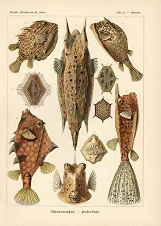 Ostraciontes cowfish species