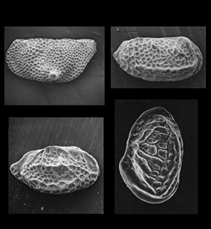 Crustacea Collection: Ostracods