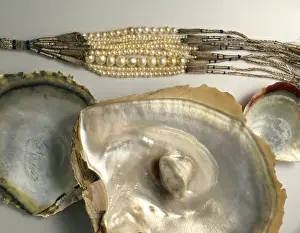 Shiny Prints: Ostrea sp. oyster with pearls