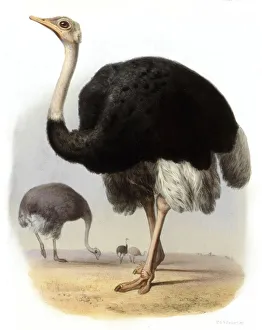 Images Dated 10th February 2020: OSTRICH