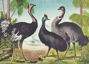 The ostrich