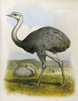 Ostrich (Americana)