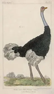 Camelus Prints: Ostrich (Anon)