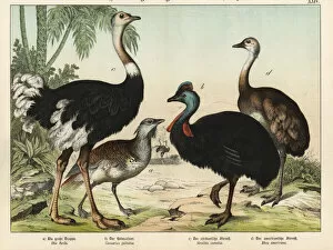 Americana Gallery: Ostrich, bustard, cassowary and rhea