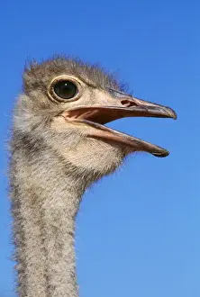 Beak Prints: Ostrich - close up of head & neck