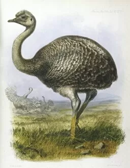 Ostrich (Darwinii)