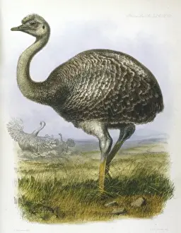 Ostrich (Darwinii)