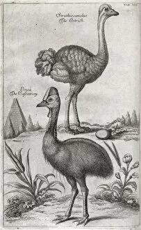 Images Dated 30th August 2012: Ostrich with egg and Cassowary
