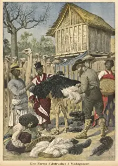 Plucking Prints: Ostrich Farm Mafagascar