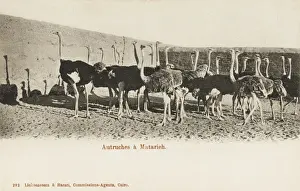 Ostrich Farm at Matarieh