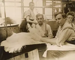 Curled Prints: Ostrich Feather Making